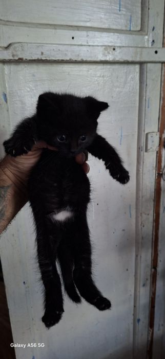 отдам бесплатно котика