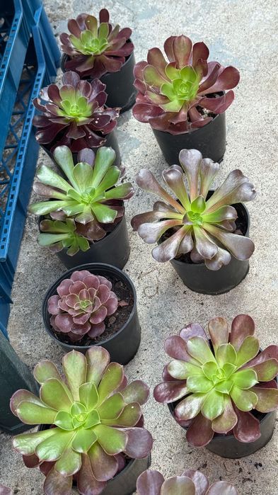 Plantas cactos e suculentas