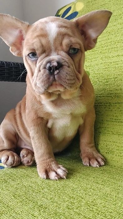 Bulldog francês macho  metle exirico