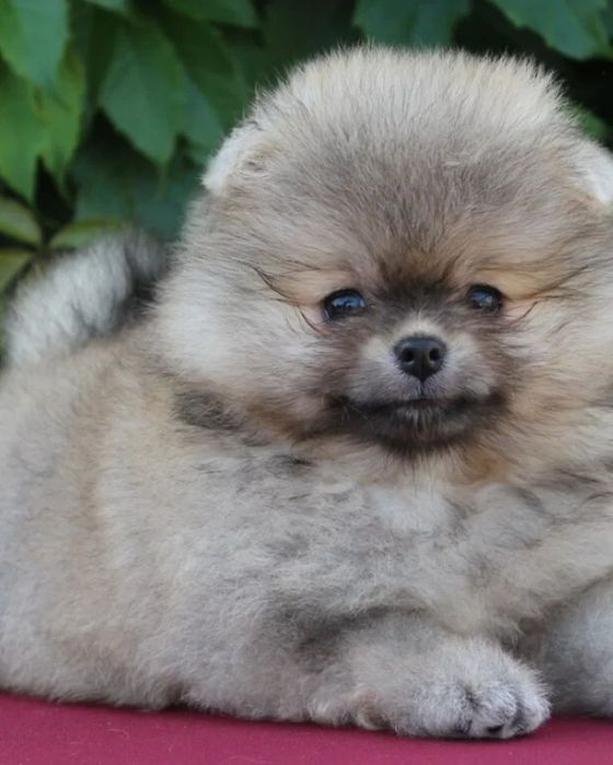 Щенки Померанского-шпица!