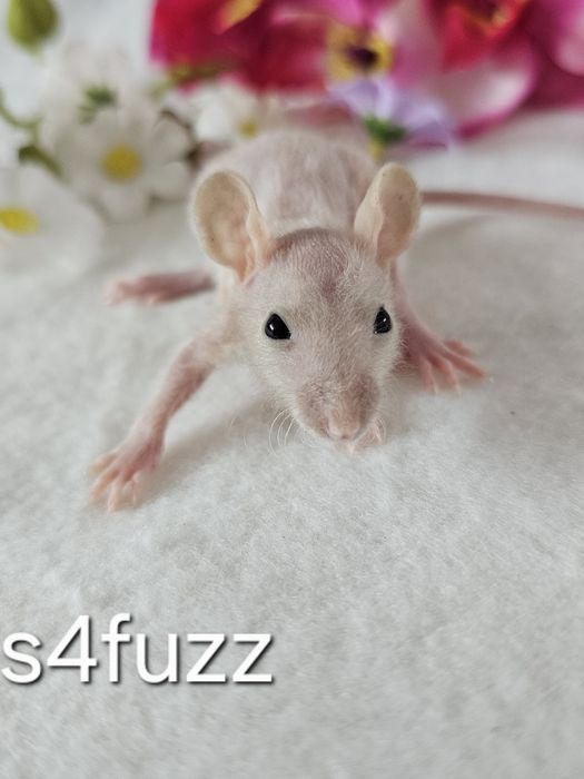 Szczur szczury szczurki