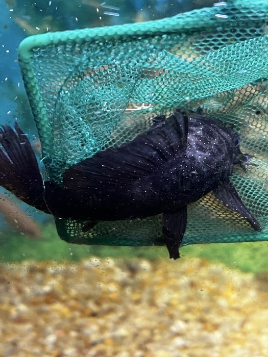 Сом Анциструс звездчатый (L181)