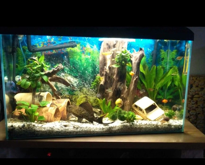 Akwarium z filtrem i akcesoriami 80x36 cm wys 45 cm 126 li