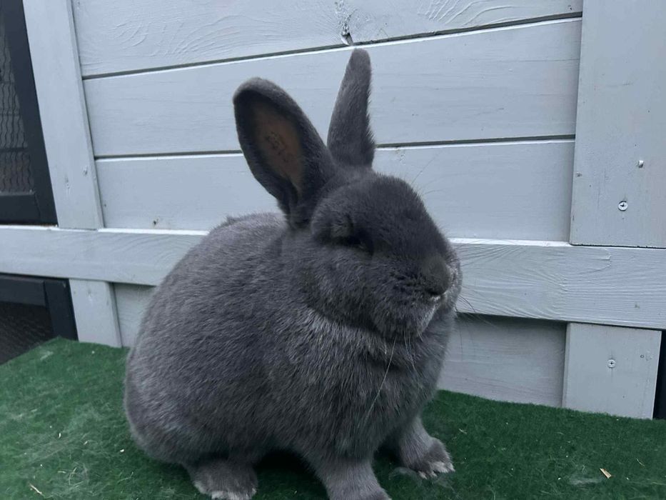 Królik Wiedeński Niebieski z rodowodem