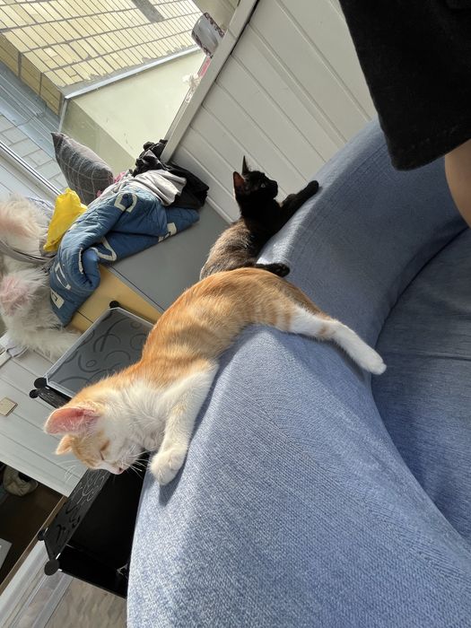 Отдам котят в хорошие руки