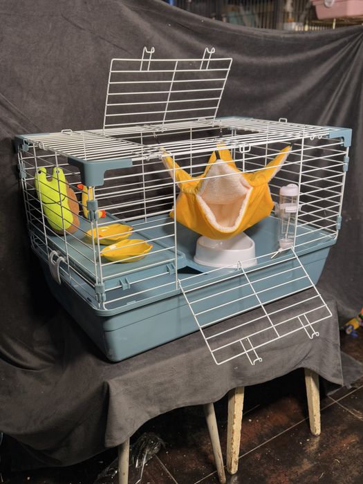 Морська свинка , guinea pig та апартамегти для них