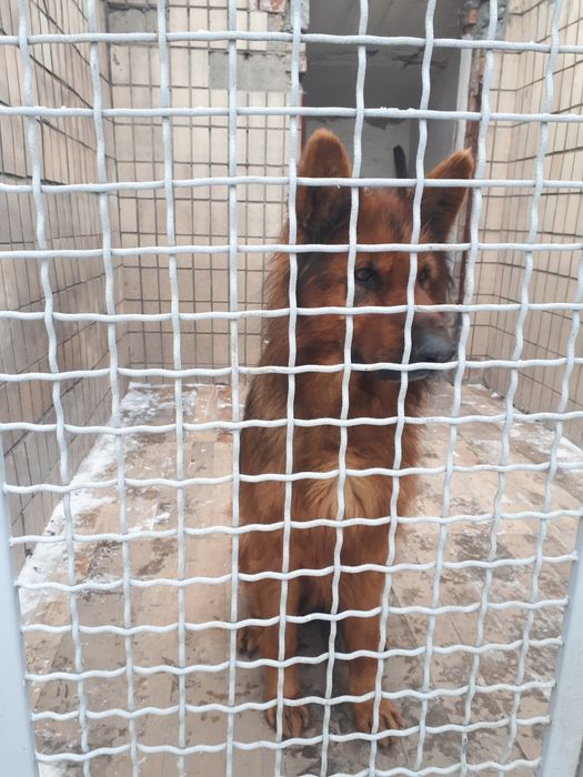 Німецька Вівчарка