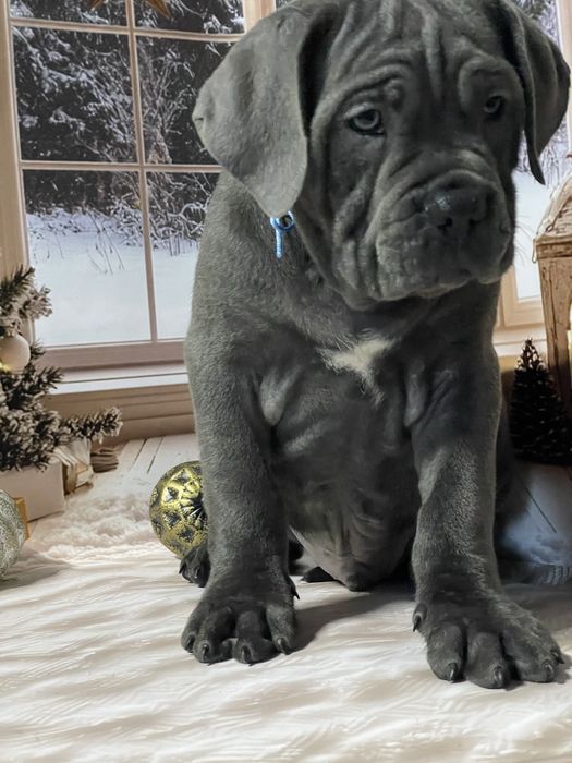 Цуценята Кане корсо