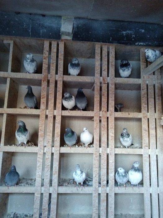 Sprzedam gołębie budapeszty