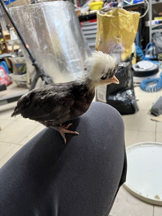 Bialoczuby holenderskie