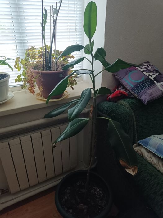 Фікус, лимон, авокадо