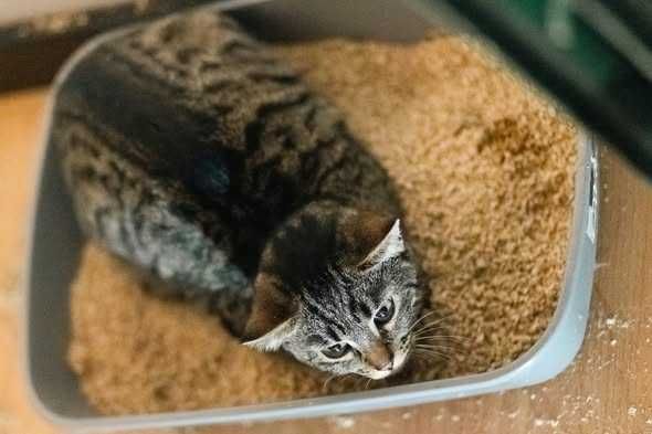 Kupimir szuka domu! Fundacja "Stawiamy na Łapy"