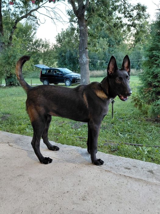 Suczka na sprzedaż- owczarek belgijski malinois