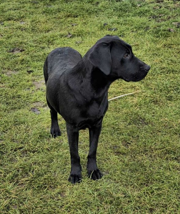 Oddam pieski/labradory  9-tygodniowe:)