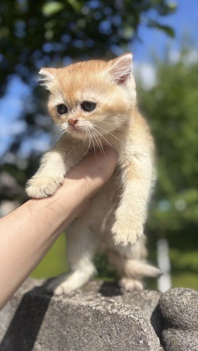 Активне кошеня золотої шиншили