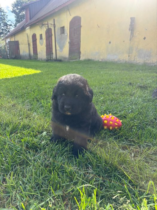 Oddam w dobre ręce 4szczeniaki pomieszany labrador