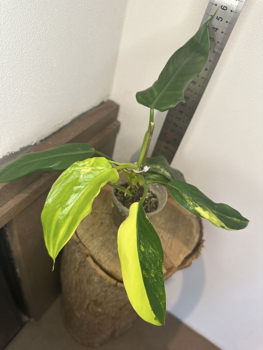 Філодендрон Philodendron   Siam Sunrise