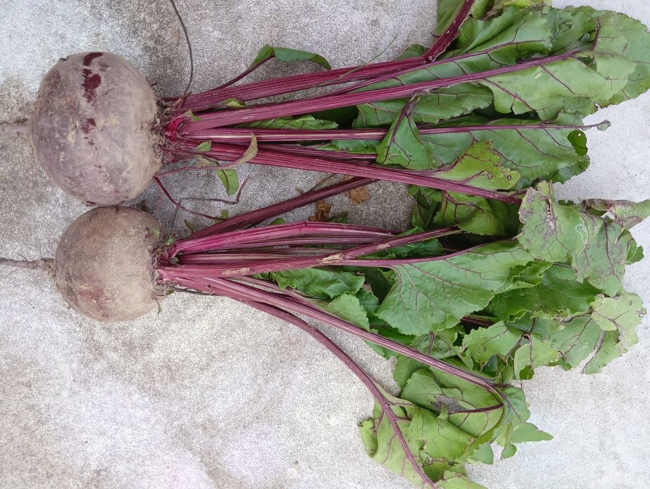 Buraczki ćwikłowe, czerwone z własnego gospodarstwa