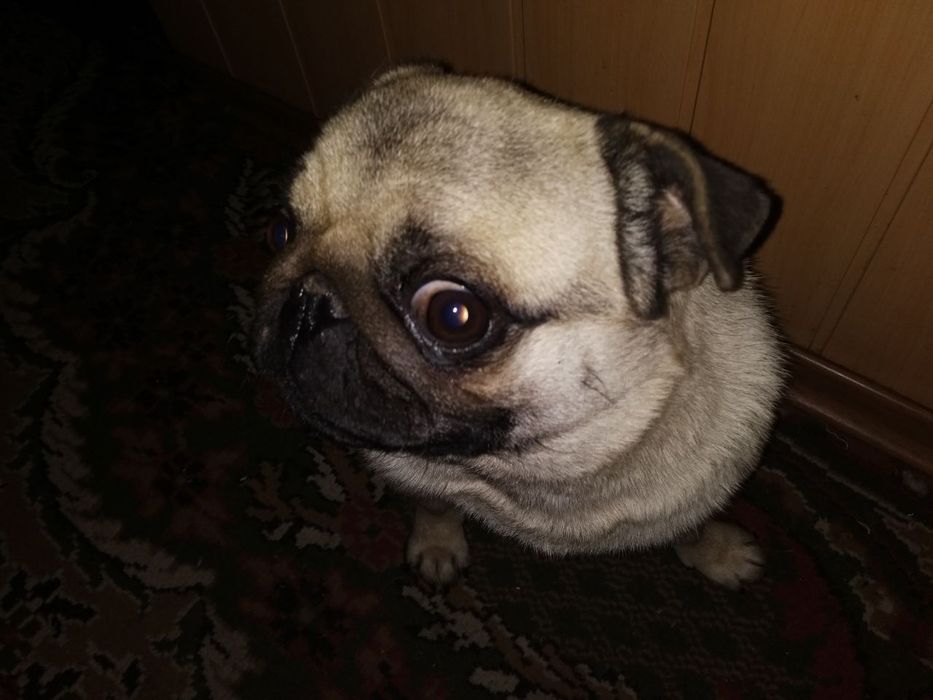 В'язка Мопс (хлопчик)