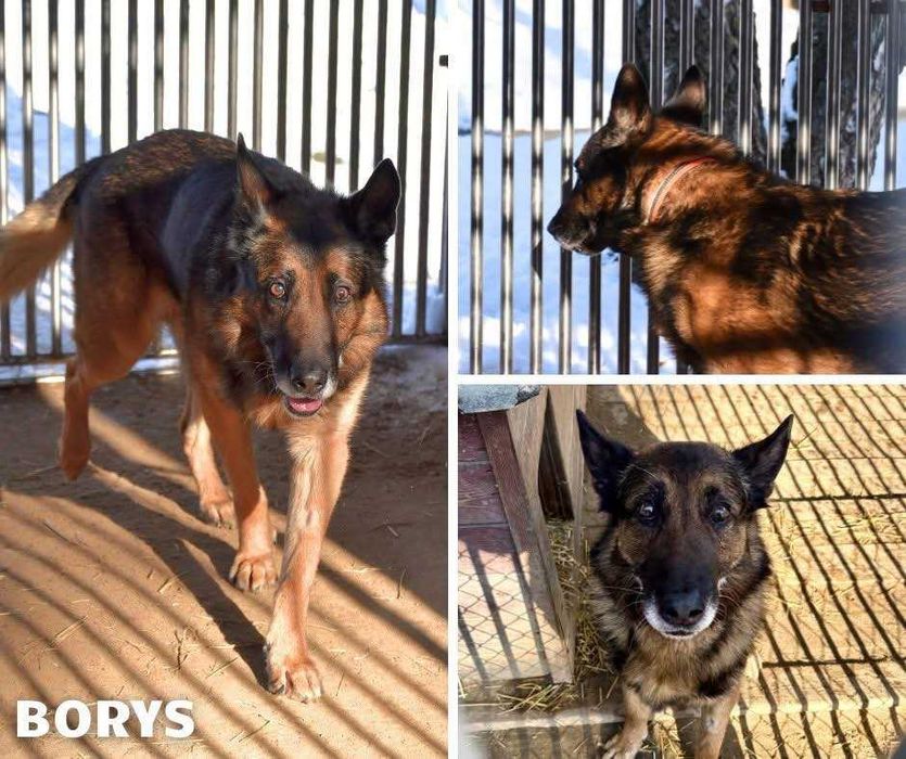 Borys - w typie Owczarek niemiecki; lubi wspólne spacery i aportowanie