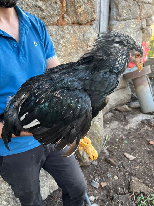 Galos Barnevelder