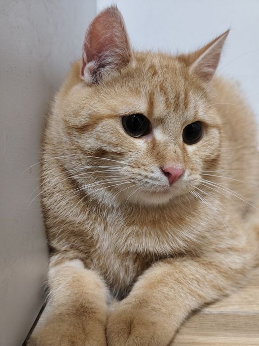 Rude słodziaki do adopcji