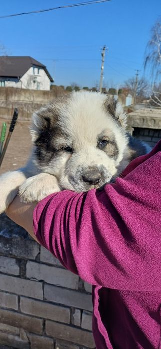 Розплідник Алі Джад пропонує цуценят САВ.Цуценята народилися 19.01.26