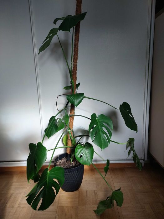 Monstera zywa 100cm