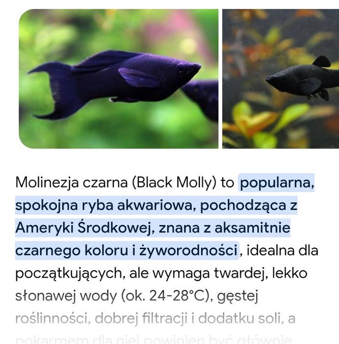 Sprzedam rybki do akwarium