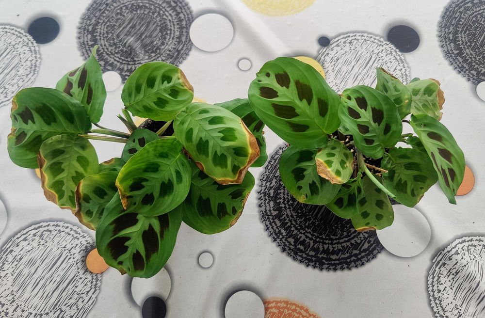 Muda Planta Maranta Leuconeura