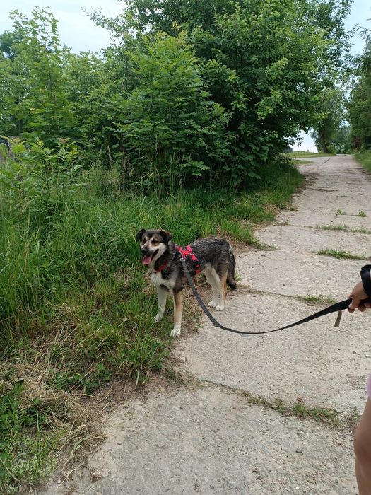 Skrzywdzony Tobi poleca się do adopcji!