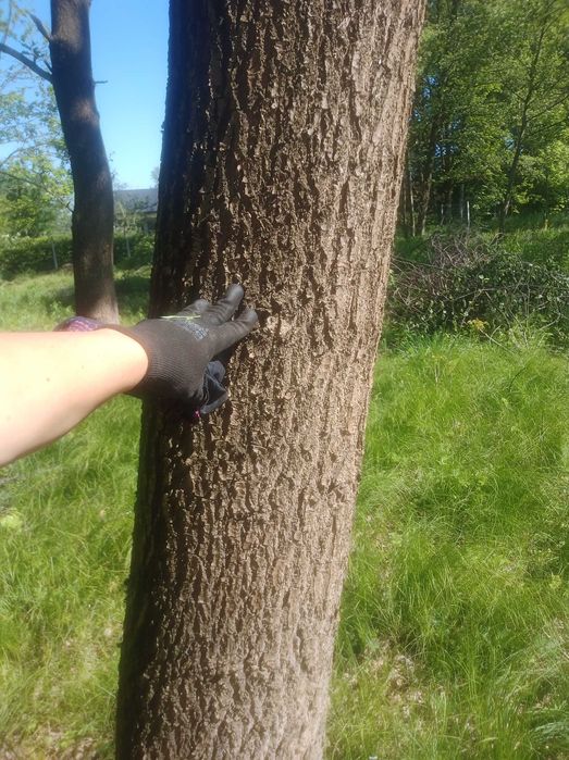 kłody dębowe, dąb