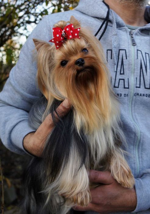 Yorkshire Terrier ZKwP FCI suczka