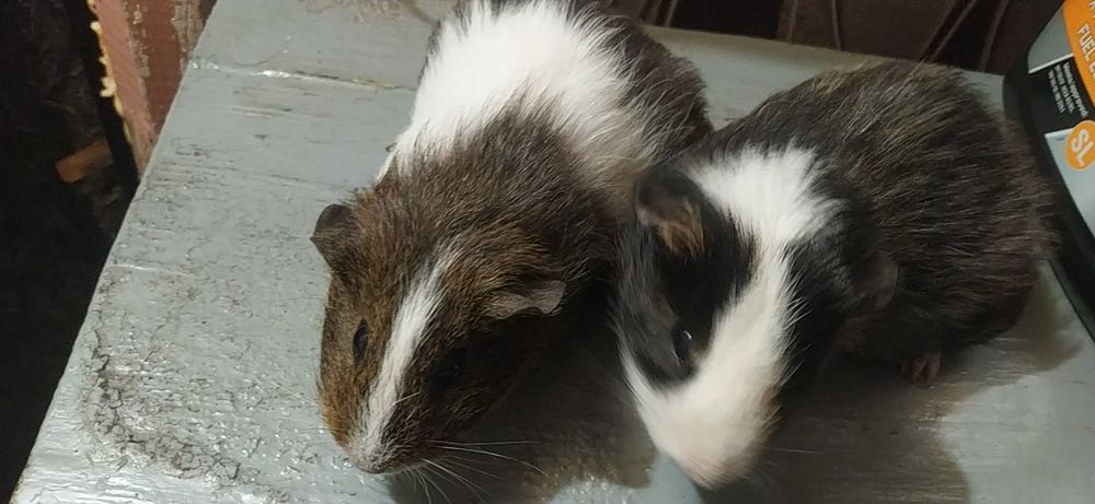 Морские свинки отдам даром