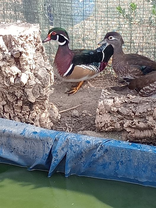 Casal patos carolinos