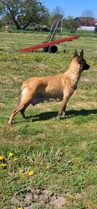 Owczarek Belgijski Malinois