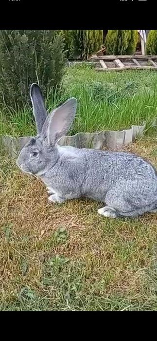 Самець, шиншила..