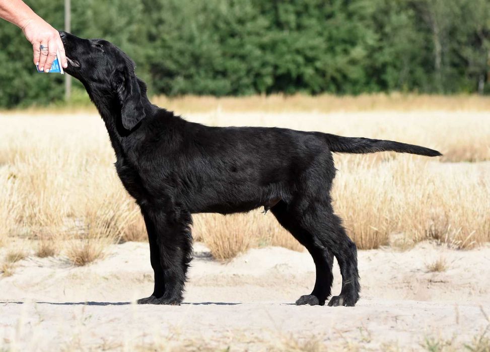 FLAT COATED RETRIEVER - czarny chłopczyk gotowy do przeprowadzki