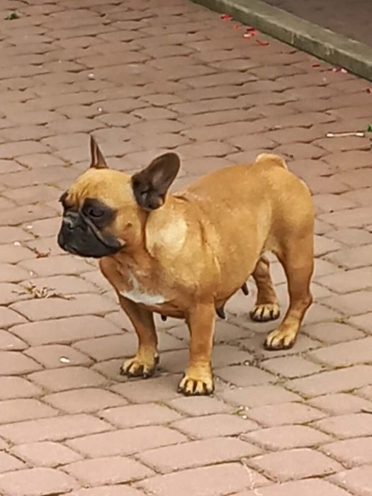 Buldog Francuski dorosła sunia