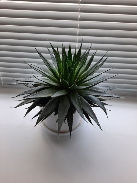 ‼️VIP .Центр на бул .Центральном 23. Джакузи.