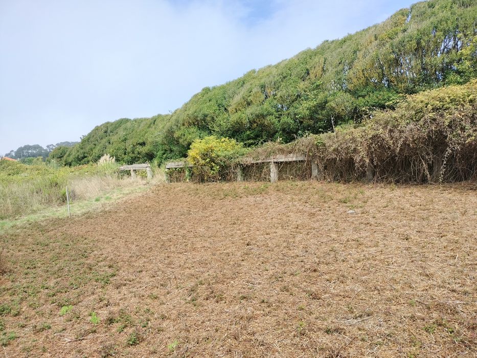 Limpeza de terrenos mato e jardins