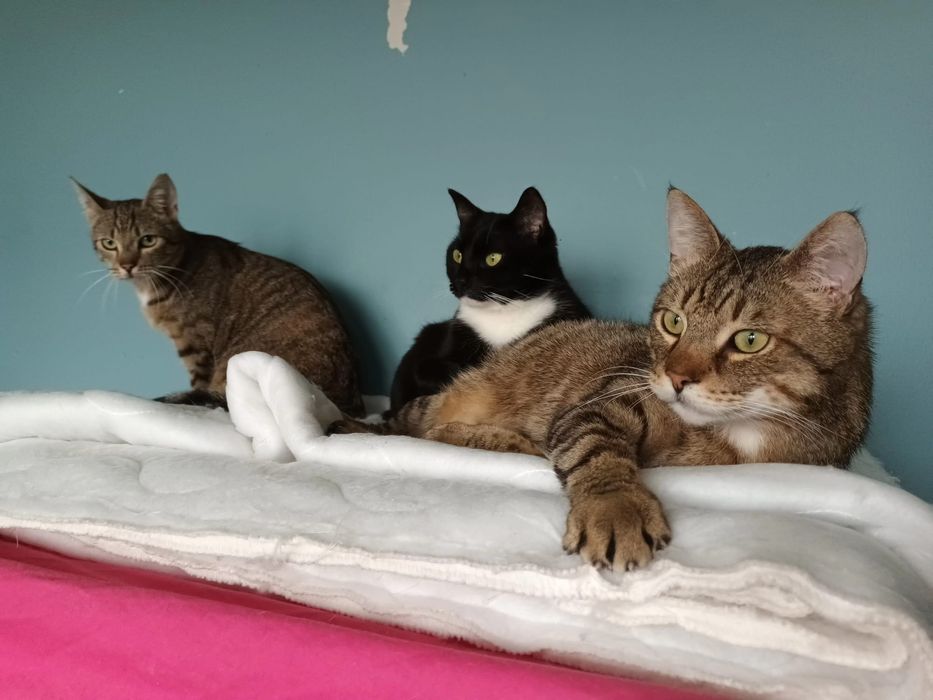 Niunia młoda koteczka