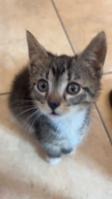 Oddam w dobre rece 2 miesiecznego kotka