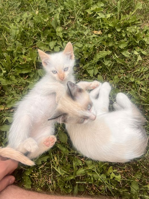 Віддамо кошенят безкоштовно