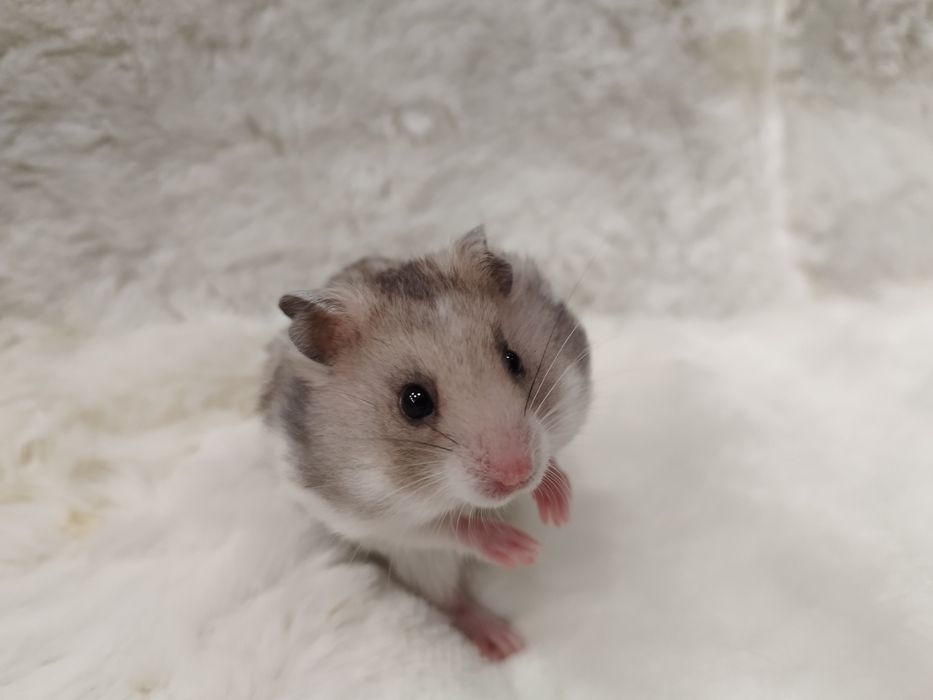 Chomik Syryjski (samiec) MASSON