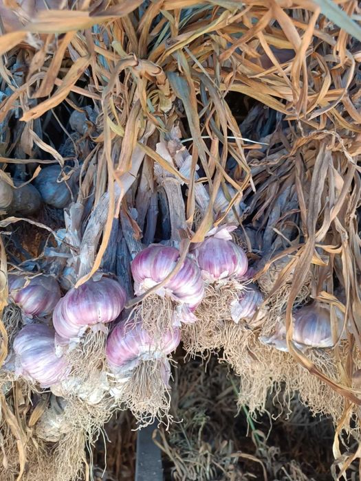 Sprzedam piękny czosnek harnaś gruby