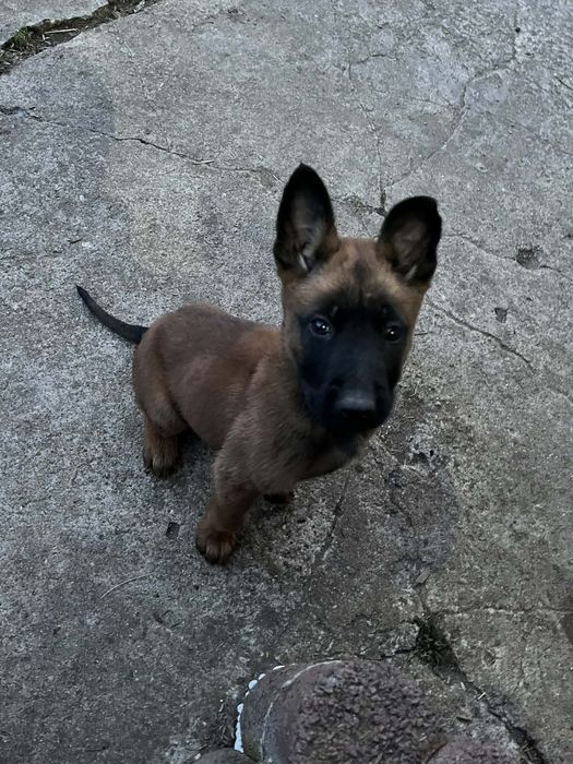 Owczarek belgijski malinois