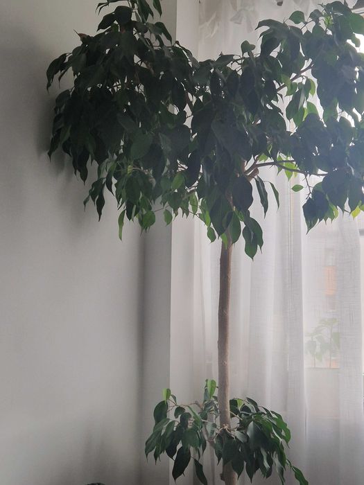 Fikus Benjamin Drzewo duży 40 lat
