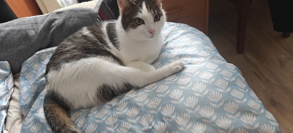 Oddam kotkę za darmo