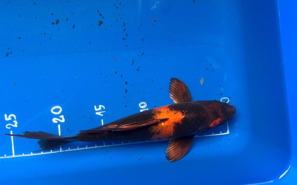 Karp koi butterfly long fin oczko wodne